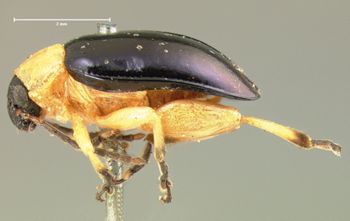 Media type: image;   Entomology 18764 Aspect: habitus lateral view